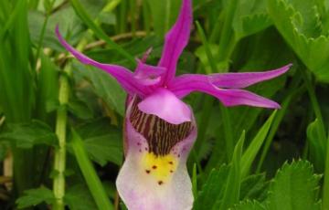 Calypso bulbosa