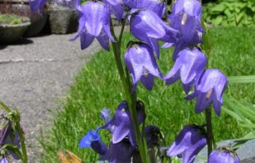 Campanula barbata