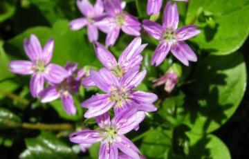 Claytonia siberica