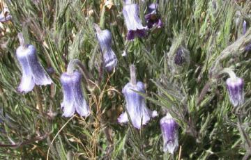 Clematis hirsutissima