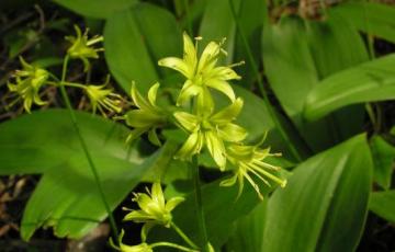 Clintonia borealis