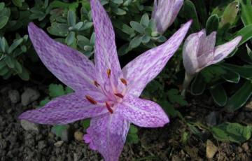 Colchicum agrippinum