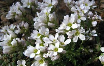 Coluteocarpus vesicaria