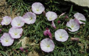 Convolvulus linearis