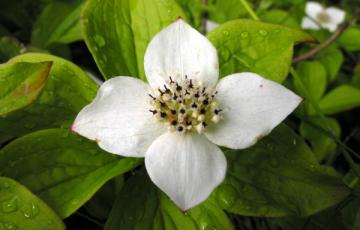 Cornus canadensis