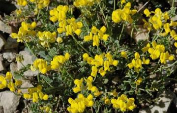 Coronilla vaginalis