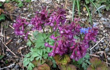 Corydalis solida