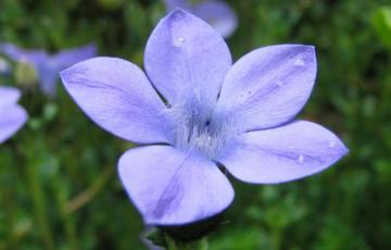 Cyananthus lobatus