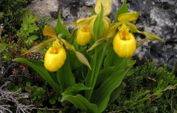 Cypripedium parviflorum