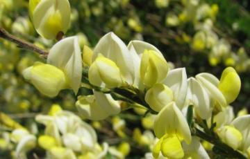 Cytisus X kewenensis