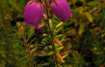 Daboecia catabrica 'Variegata'