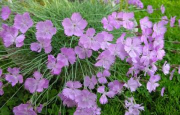 Dianthus freynii