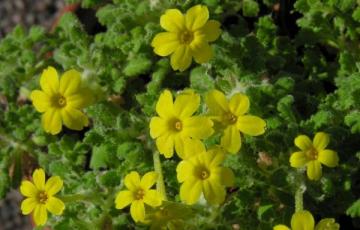 Dionysia aretioides