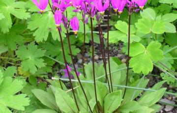 Dodecatheon meadia