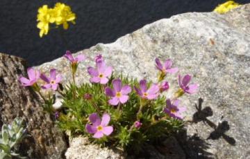 Douglasia montana