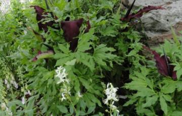 Dracunculus vulgaris