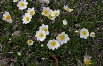 Dryas integrifolia