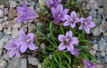 Edraianthus sephyllifolius