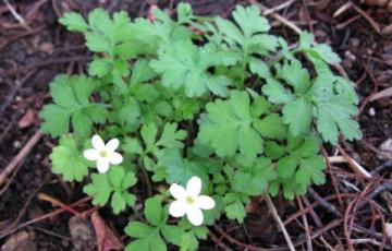 Ellisiophyllum pinnatum