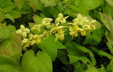 Epimedium versicolor 'Sulphureum\