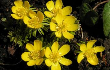 Eranthis hyemalis