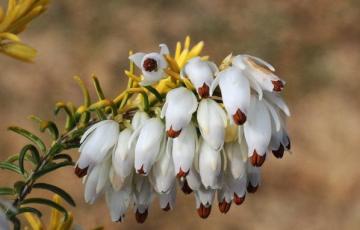 Erica carnea 'Golden Starlet'