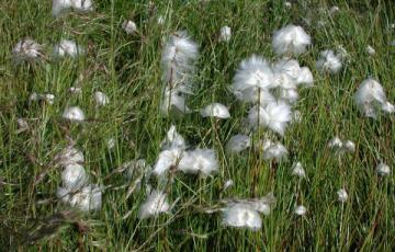 Eriophorum scheuchzeri