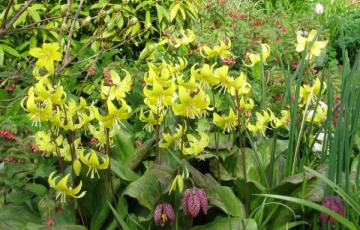 Erythronium 'Pagoda'