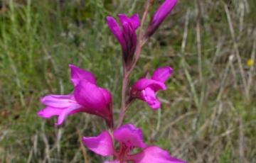 Gladiolus illyricus