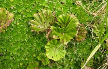 Gunnera aff. magellanica