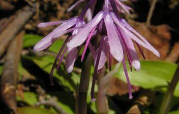 Heloniopsis orientalis