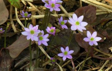 Hepatica nobilis