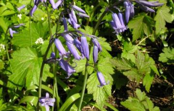 Hyacinthoides nonscripta