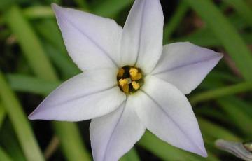 Ipheion uniflora