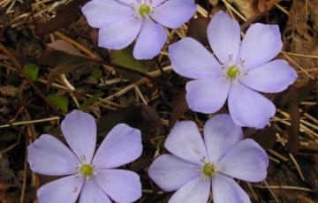 Jeffersonia dubia