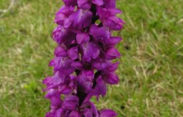 Orchis mascula