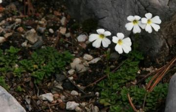 Ourisia caespitosa