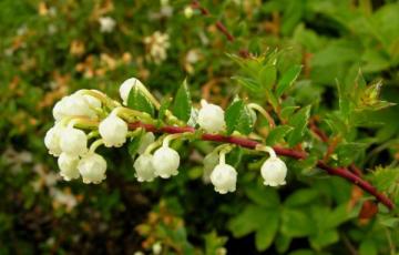 Pernettya mucronata