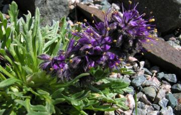 Phacelia sericea