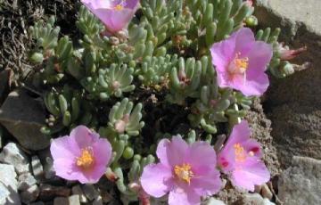 Phemeranthus brevifolium