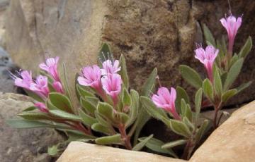 Collomia debilis