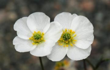 Ranunculus parnassifolius