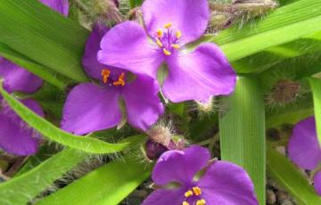 Tradescantia longipes