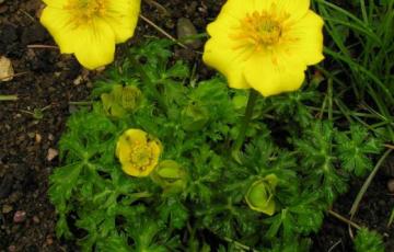 Trollius acaulis