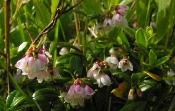 Vaccinium vitis-idaea