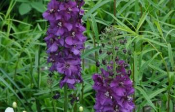 Verbascum phoenicium