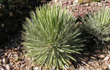 Yucca harrimaniae