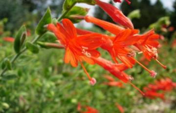 Epilobium canum subsp. garettii