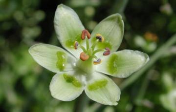 Zigadenus elegans