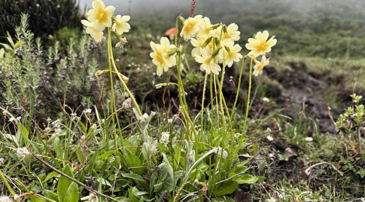 Primula dickeana